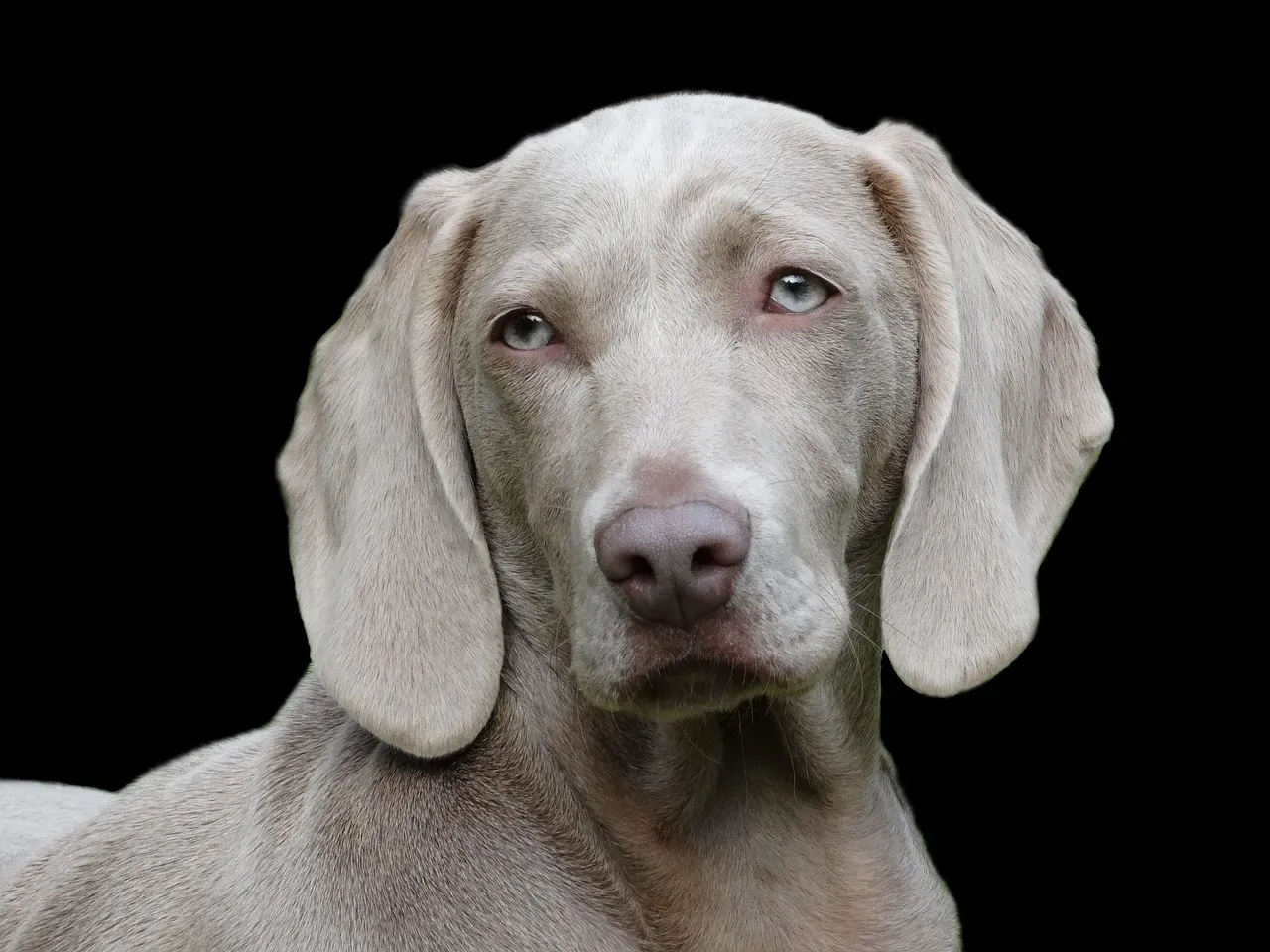 8. Weimaraner: The Stylish Wrecker (Image Credits: Pixabay)