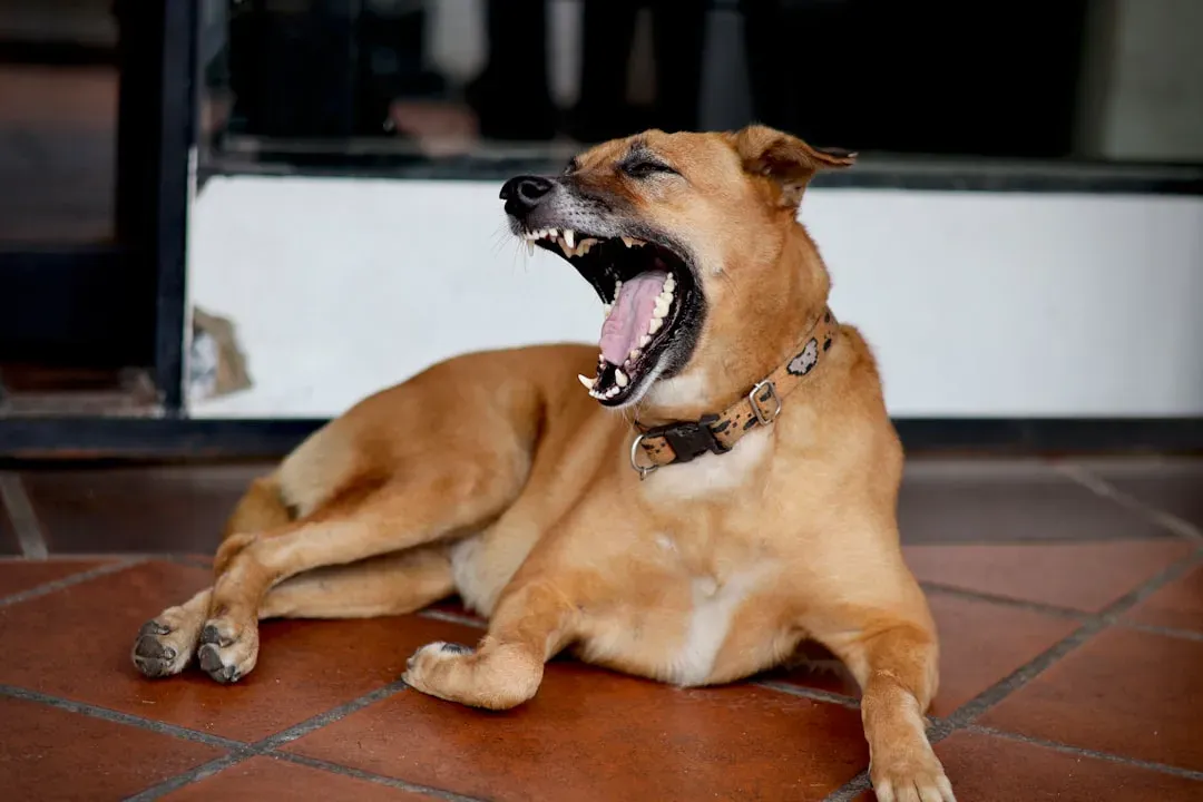Yawning Repeatedly Without Being Tired (Image Credits: Unsplash)