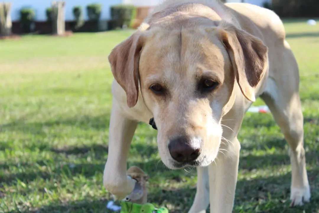 The Labrador Retriever: America's Favorite Active Companion (Image Credits: Unsplash)