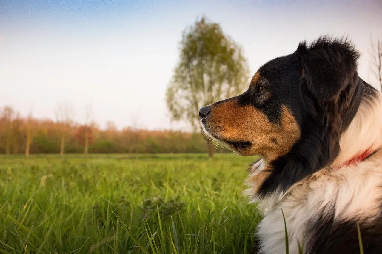#6 - They Choose Sleeping Spots Like They're Guarding A Checkpoint (Image Credits: Pixabay)