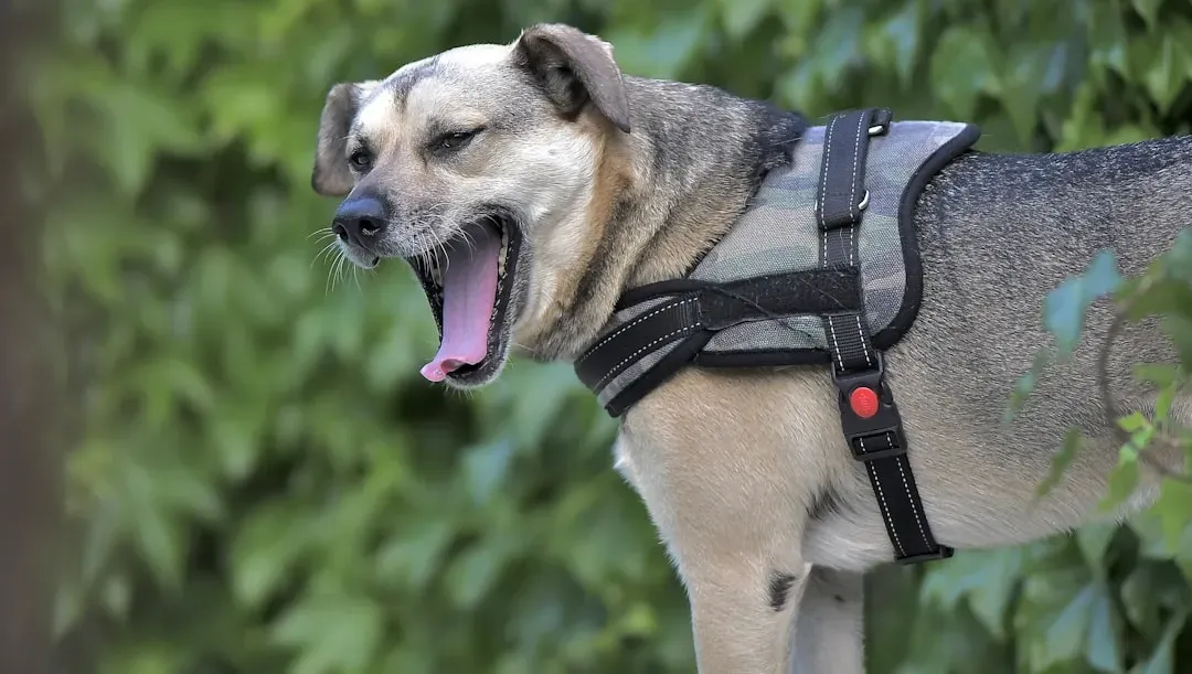 Try a Pressure Wrap or Anxiety Vest (Image Credits: Unsplash)