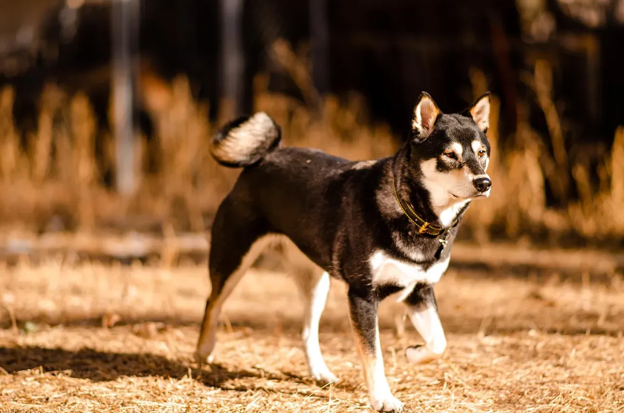 Shiba Inu (Image Credits: Pixabay)