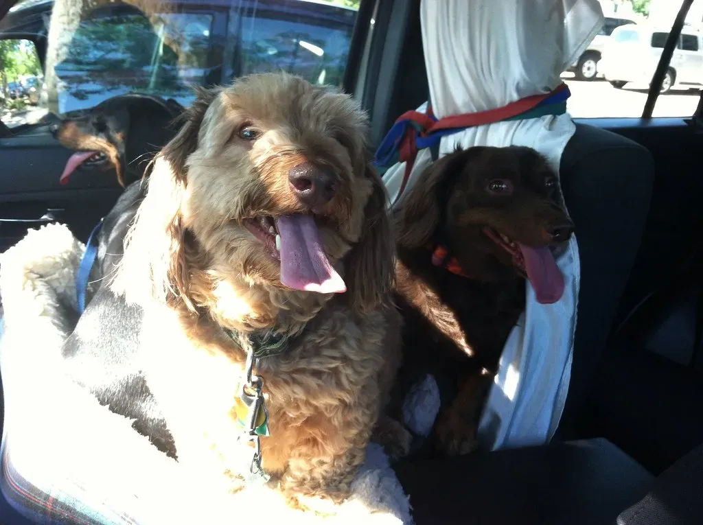 Making the Switch: Healthier Alternatives That Dogs Actually Love (Image Credits: Flickr)