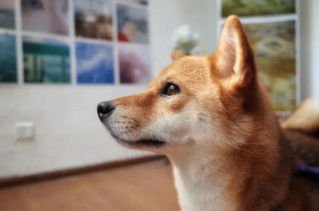 Virgo: The Shiba Inu (Image Credits: Unsplash)