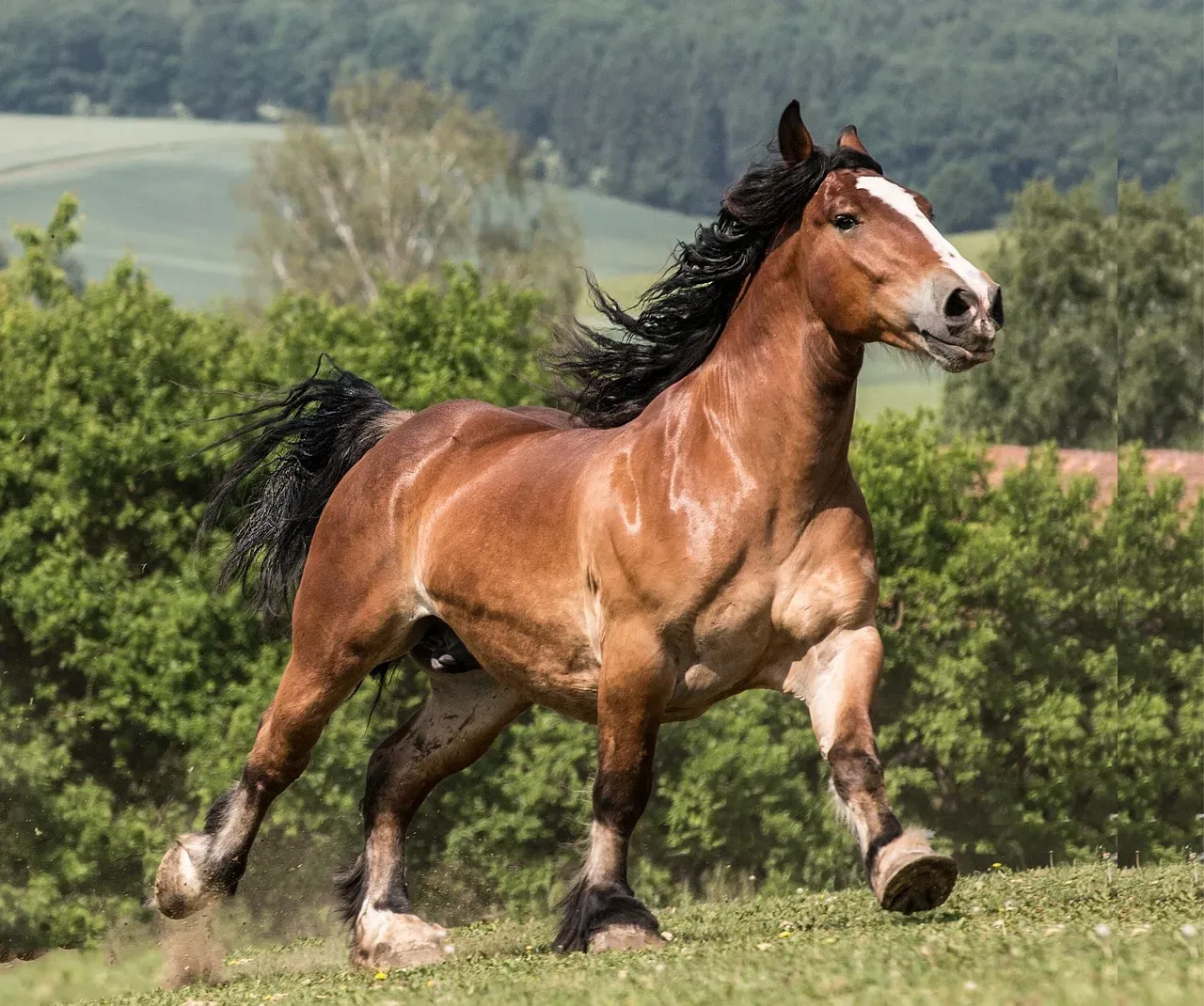 #2. Taurus (April 20 – May 20): The Breton (Image Credits: Pixabay)