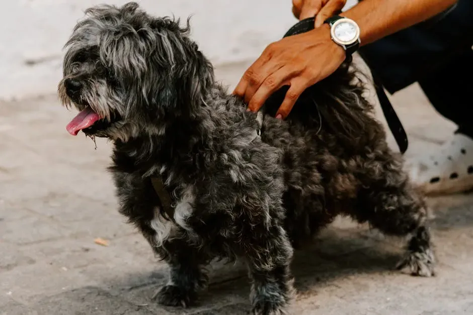 Affenpinscher (Image Credits: Pexels)