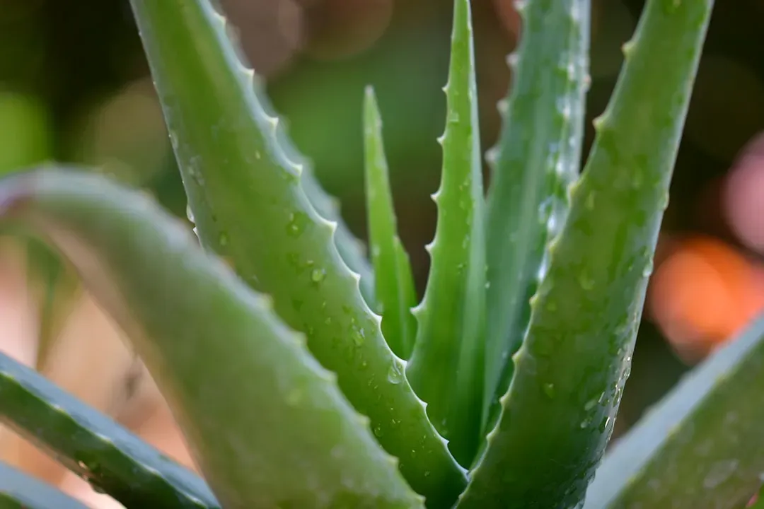Aloe Vera (Image Credits: Unsplash)