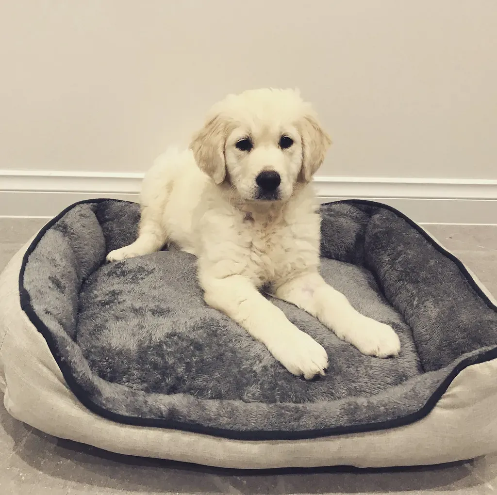 They Missed Out on Early Socialization (Image Credits: Flickr)