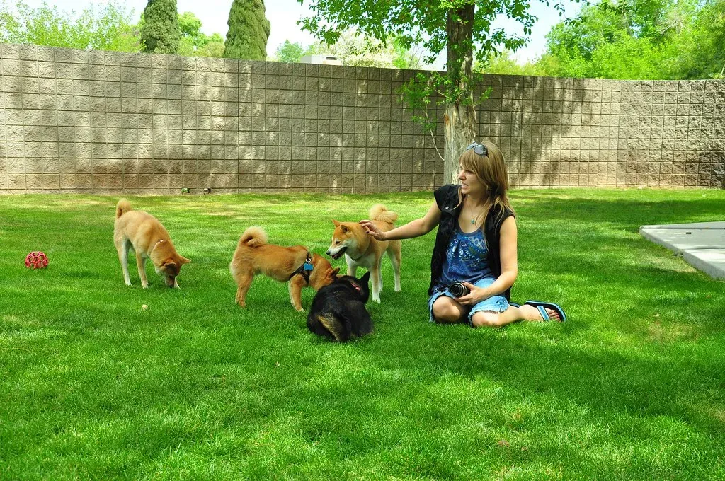 Host a Themed Doggy Playdate Party (_tar0_, Flickr, CC BY 2.0)