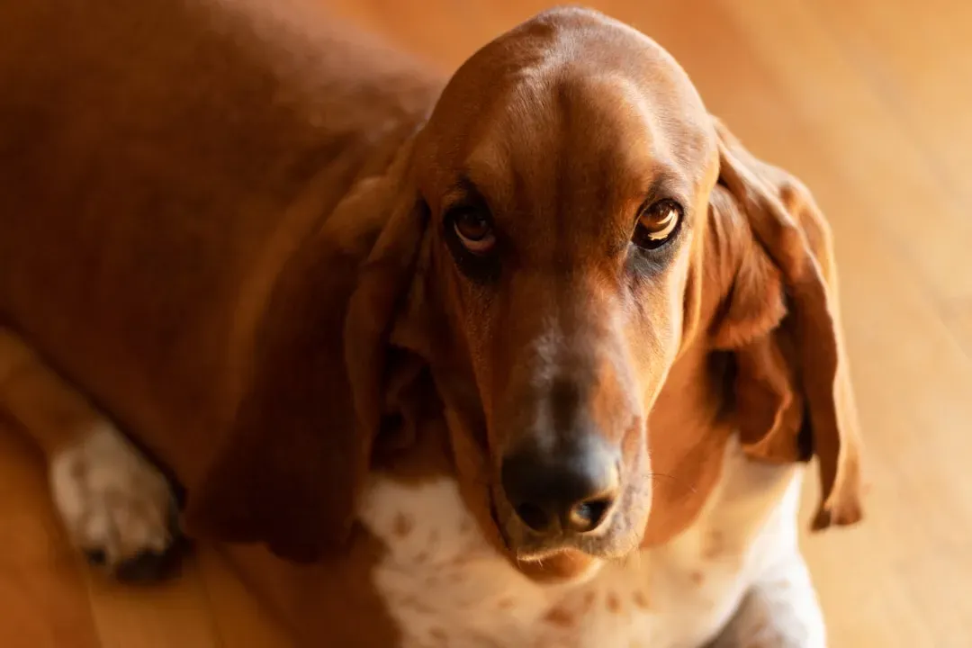 #9: Bloodhound - Too Nose-Led for the Intellectual Air Sign (Image Credits: Unsplash)