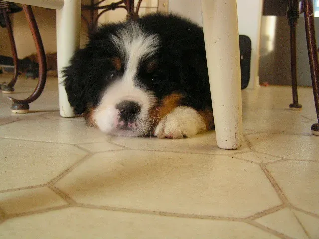 #3 - "Their Poop Has Looked... Off" (PreciousTeStep, Flickr, CC BY 2.0)