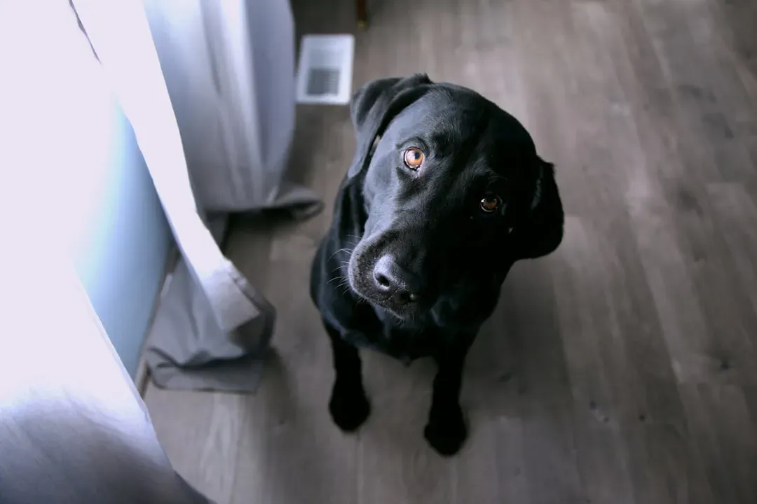 2. Labrador Retriever: America's Loyal Best Friend (Image Credits: Unsplash)