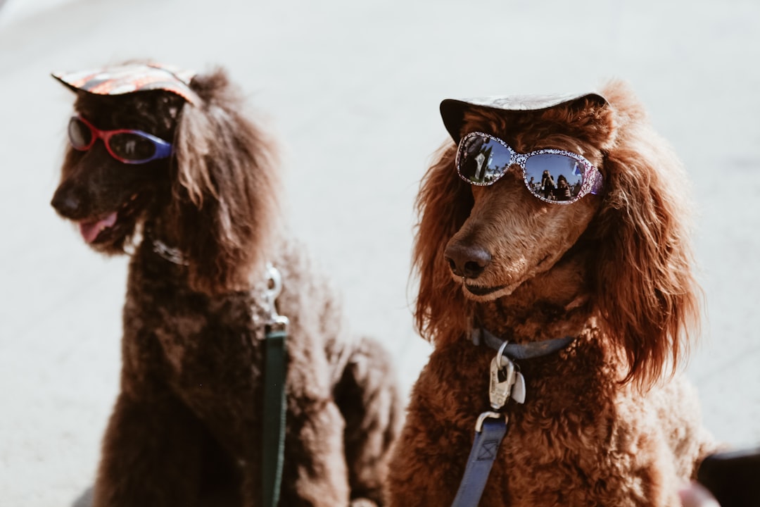 Standard Poodle: The Elegant Intellect (Image Credits: Unsplash)
