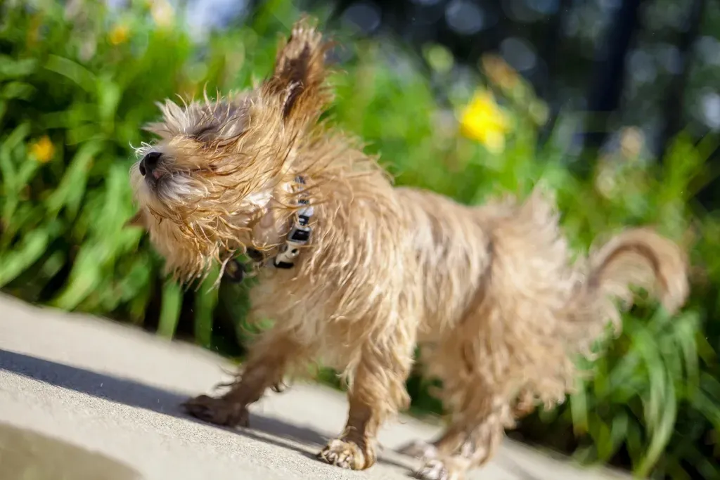 That “Dry Shake” Might Be Your Dog’s Emotional Reset Button (Image Credits: Rawpixel)