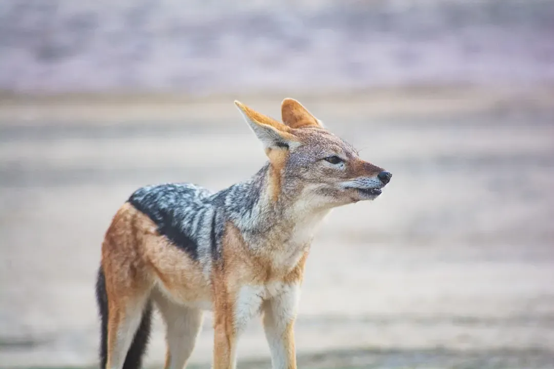#5 - The Black-Backed Jackal: The Calculated Opportunist (Image Credits: Unsplash)