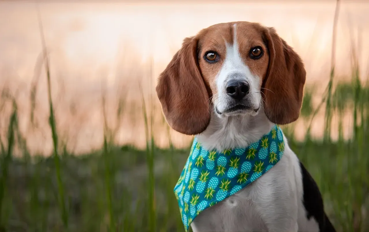 Beagle: Following That Nose to Freedom (Image Credits: Pixabay)