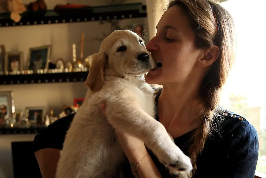 The Enthusiastic Gobbler: Golden Retriever (Image Credits: Flickr)