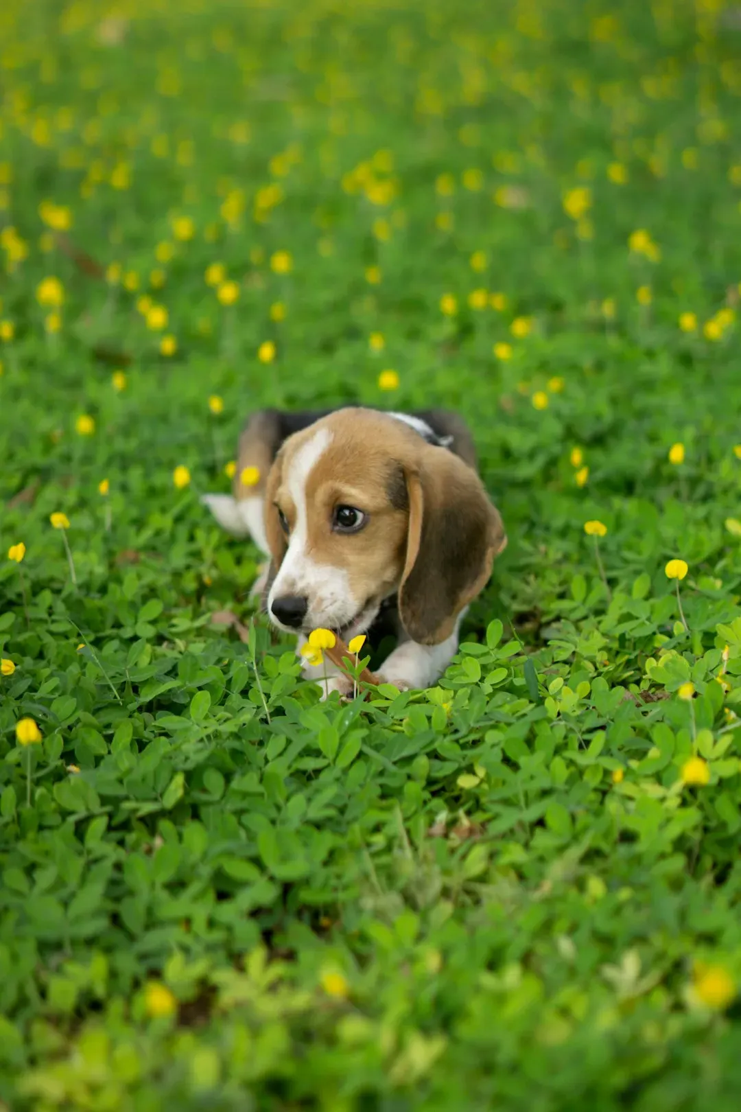 3. Beagle: The Escape Artist Digger (Image Credits: Unsplash)