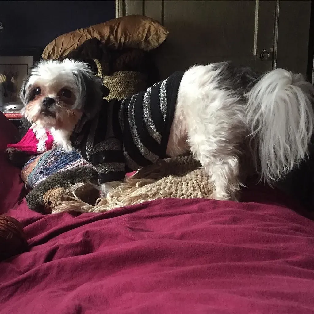 8. Respect Their Right to Say No (Image Credits: Flickr)