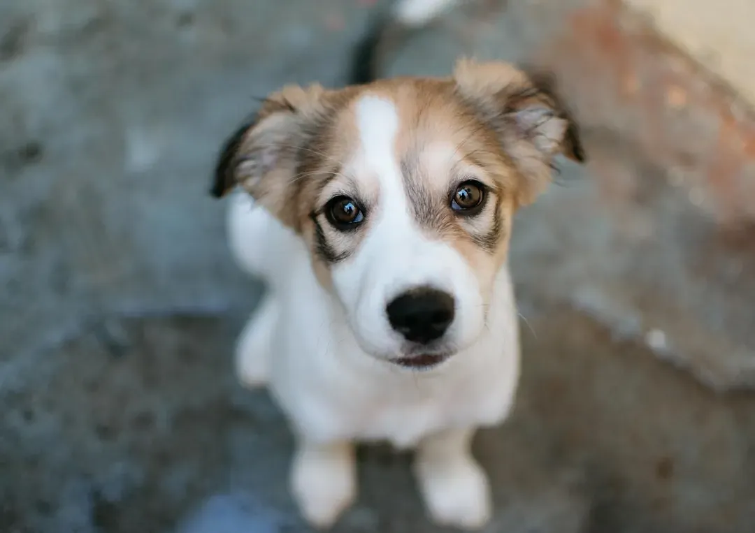 Breed Is a Big Deal: Some Dogs Are Built to Stay Puppies (Image Credits: Unsplash)