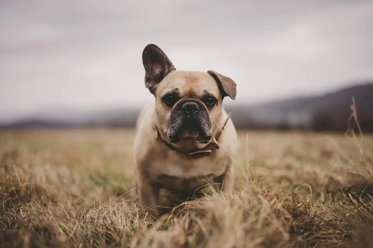 #3 - French Bulldog (Image Credits: Pixabay)