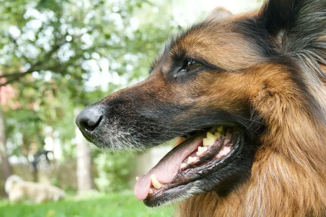 #6 - Clues About Breed Mix, Jaw Shape, and Questionable Breeding (Image Credits: Unsplash)