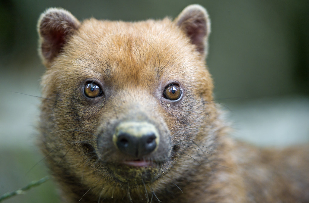 Scorpio (October 23 – November 21): The Bush Dog (Image Credits: Flickr)