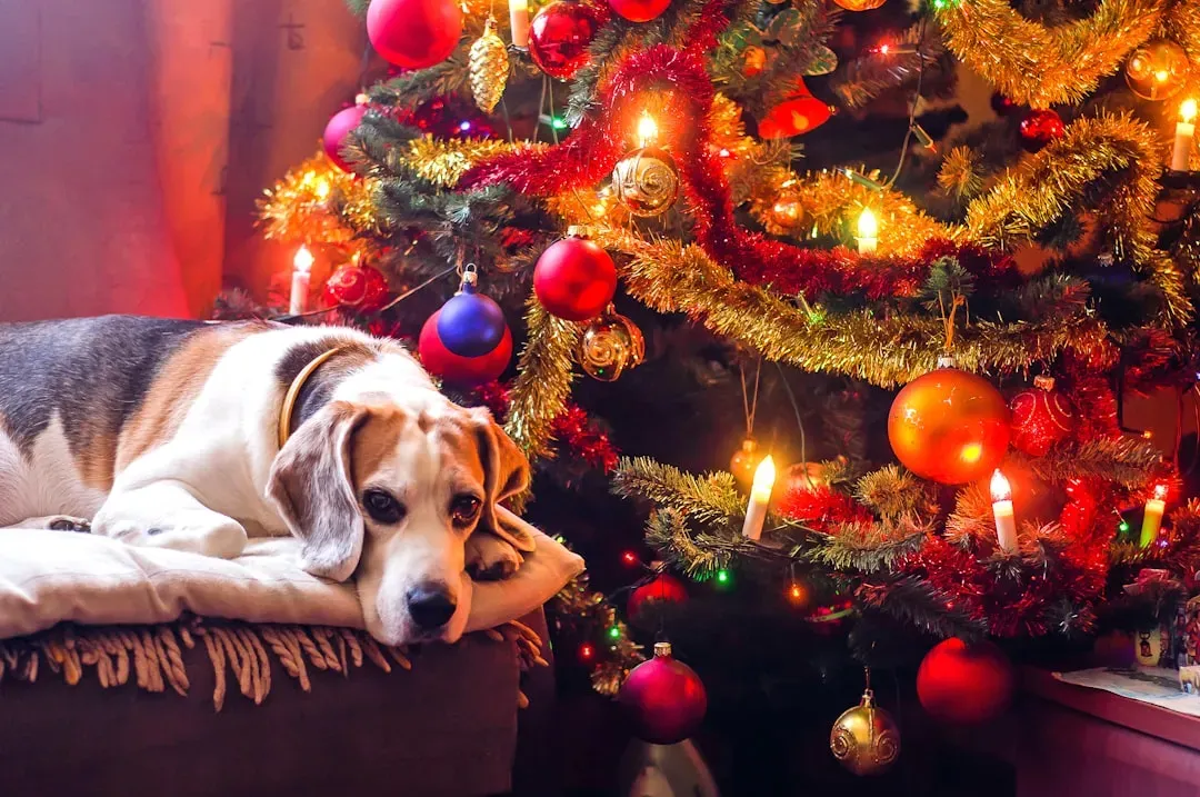 Holiday Stress Through Your Dog's Eyes (Image Credits: Unsplash)
