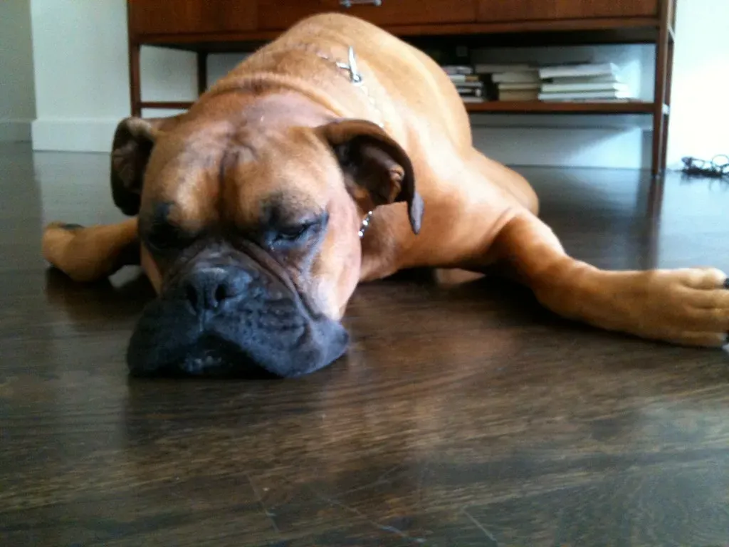 Boxer: High Energy Meets High Heat Risk (Image Credits: Flickr)