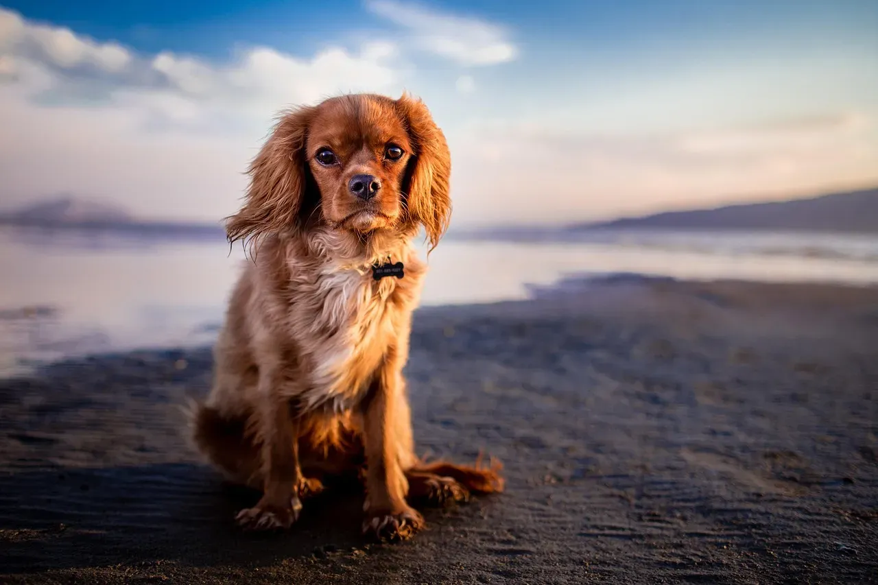 #17 - They Recover From Corrections Without Melting Down (Image Credits: Pixabay)