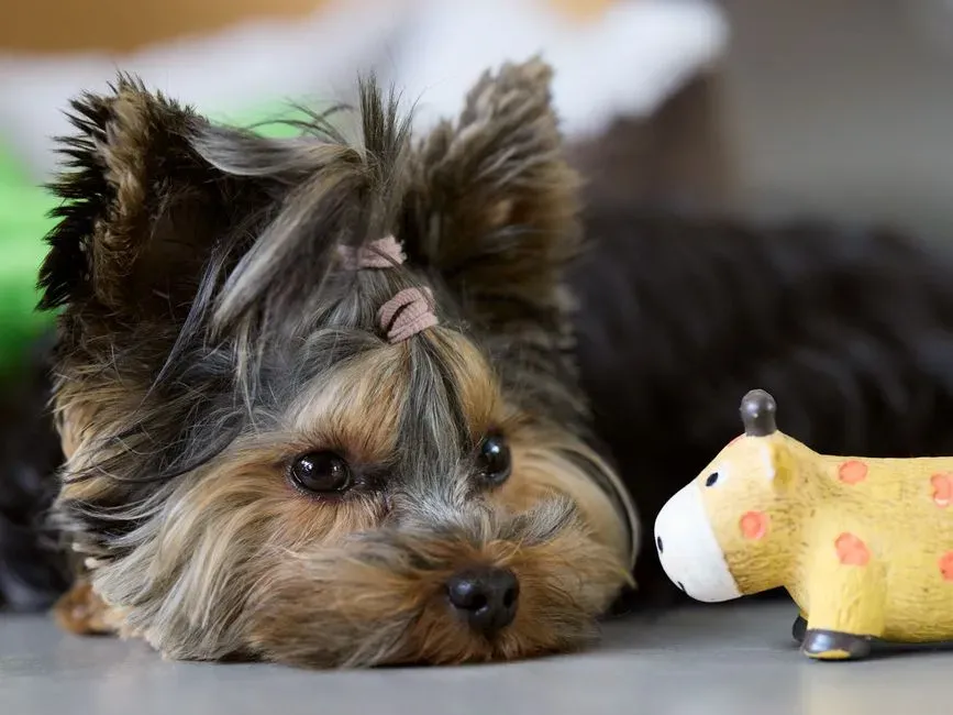 8. They Withdraw from Favorite Activities or Toys (Image Credits: Pexels)