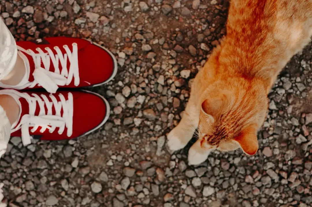 Conclusion: Your Shoes Are Secret Messages, Whether You Like It or Not (Image Credits: Unsplash)