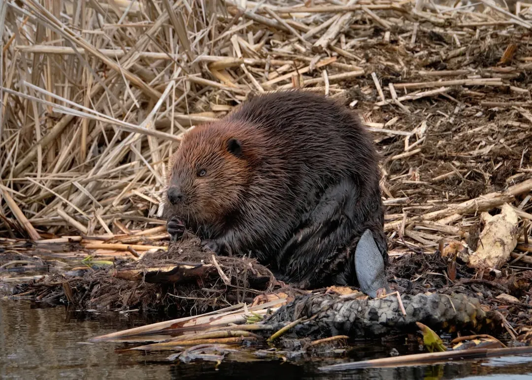 Conclusion: Give the Beaver Its Due (Image Credits: Unsplash)