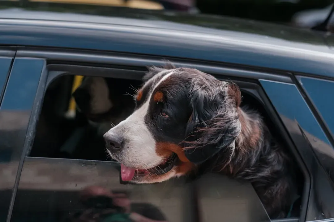5. Prepare Your Dog for Car Travel Through Gradual Training (Image Credits: Unsplash)