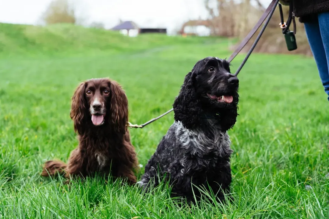 Field Spaniel (Image Credits: Unsplash)