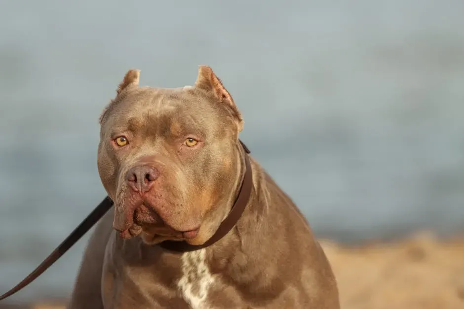 8. American Pit Bull Terrier: Misunderstood but Deeply Devoted (Image Credits: Pexels)