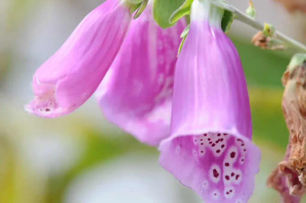 7. Foxglove: Wildly Beautiful, Wildly Toxic (Image Credits: Flickr)