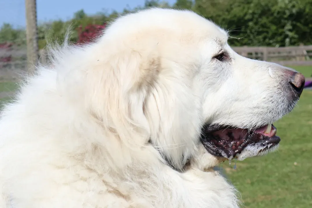 5. Great Pyrenees: The Gentle Giant That Won't Back Down (Image Credits: Unsplash)