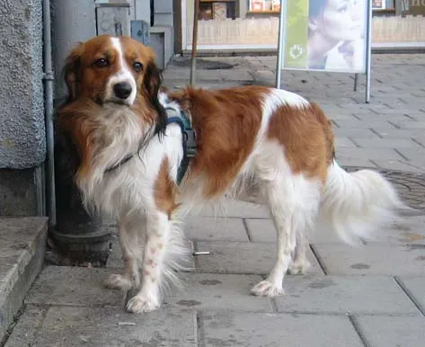7. The Kooikerhondje: The Dutch Masterpiece You've Never Heard Of (Image Credits: Wikimedia)