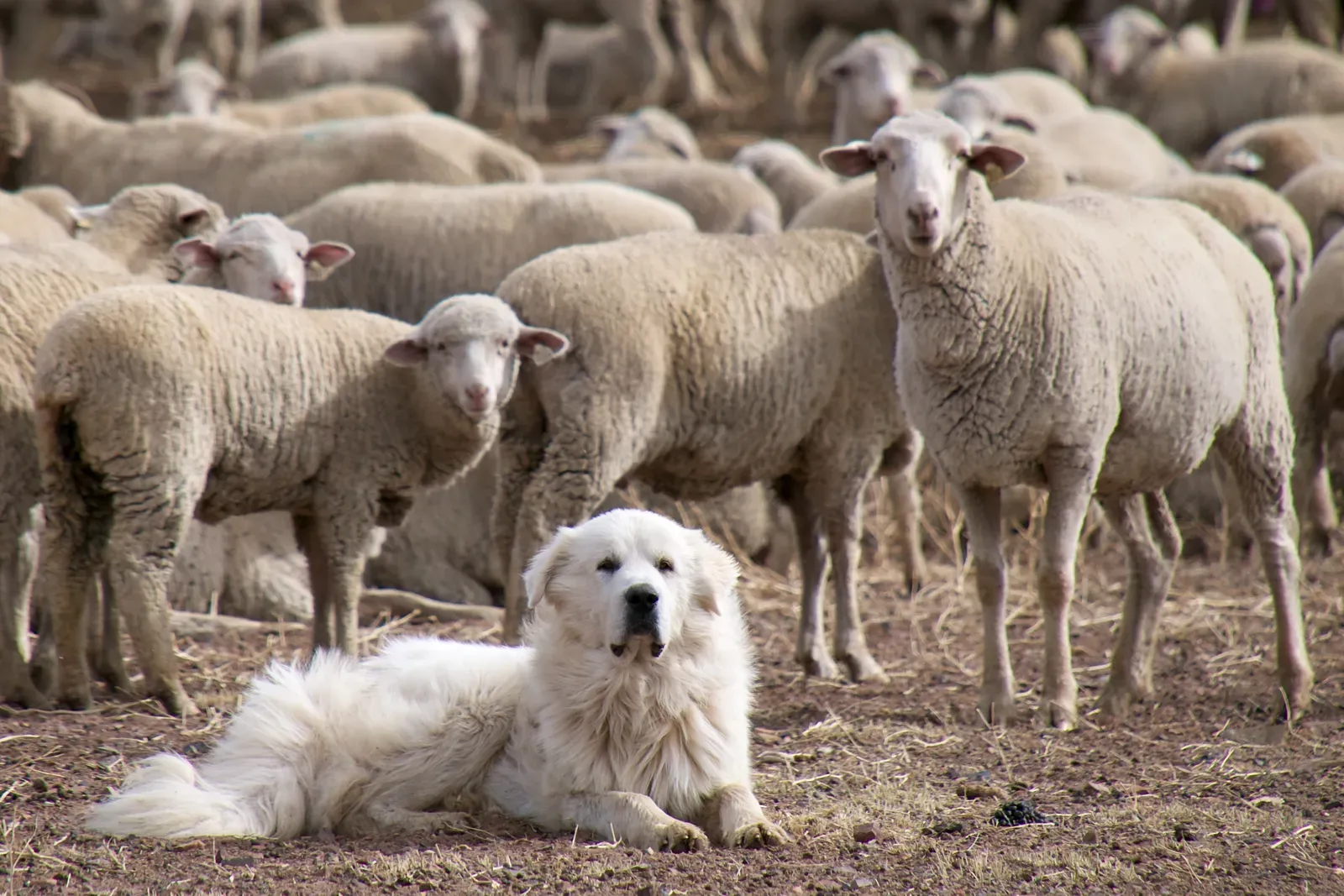 5. Great Pyrenees: The Gentle Giant Who Isn't So Gentle With Bears (Great Pyrenees Sheep Dog Guarding the Flock, CC BY 2.0)