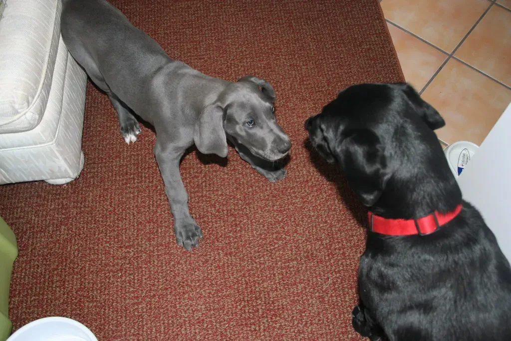 Keep Your Dog Mentally Stimulated Indoors (Image Credits: Flickr)