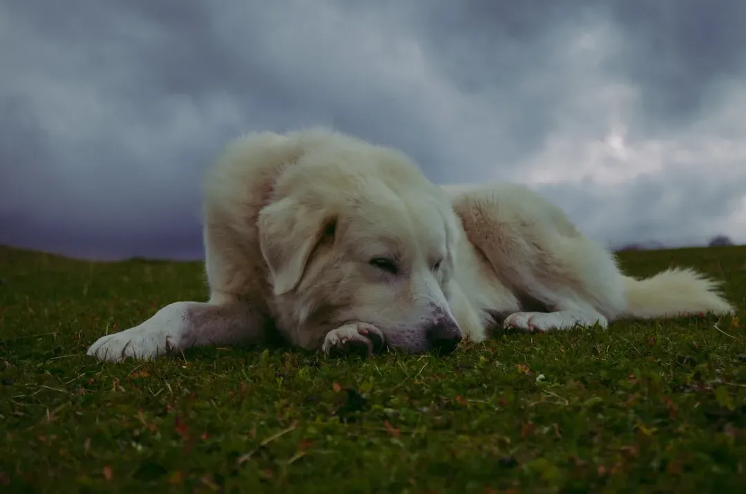 #12 - They Seem to Sense Storms or Environmental Danger Hours Ahead (Image Credits: Unsplash)