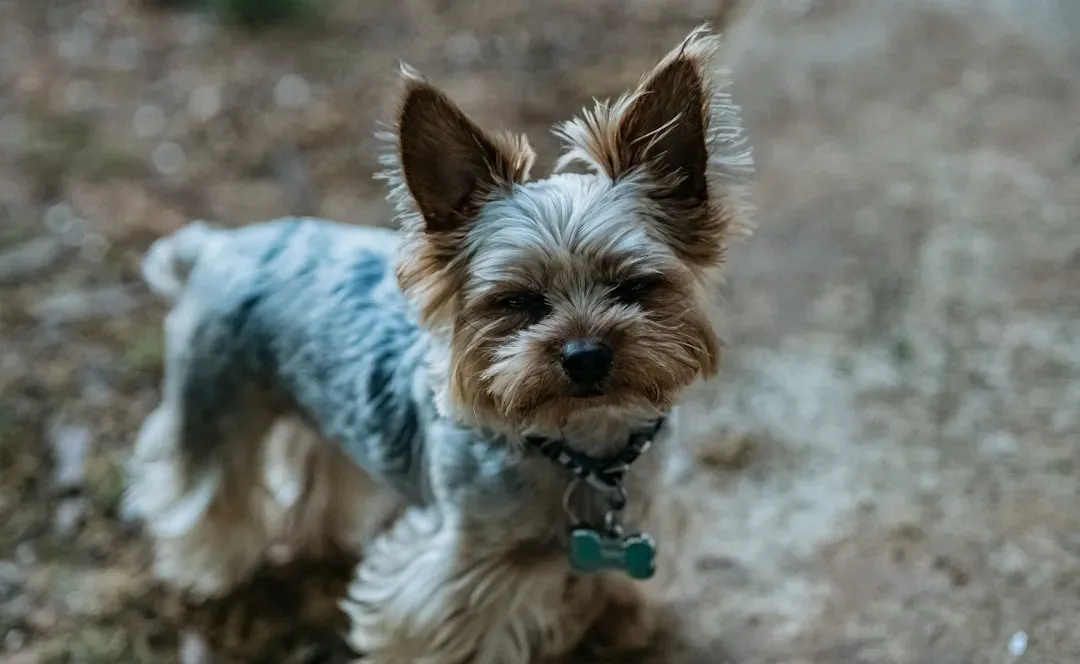 What to Do When Your Dog Is Annoyed (Image Credits: Unsplash)