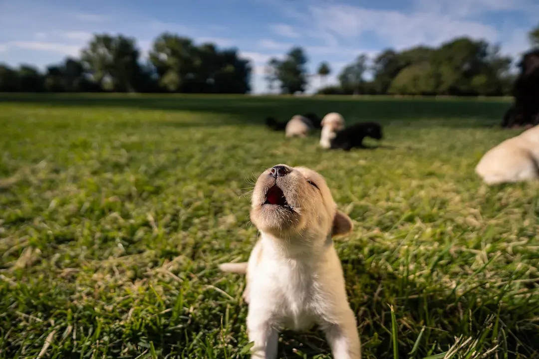 Excitement Barking: Pure Canine Joy (Image Credits: Unsplash)