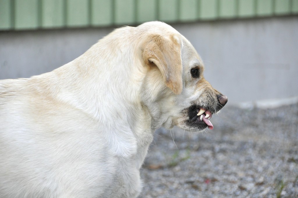Growling and Warning Sounds (Image Credits: Flickr)