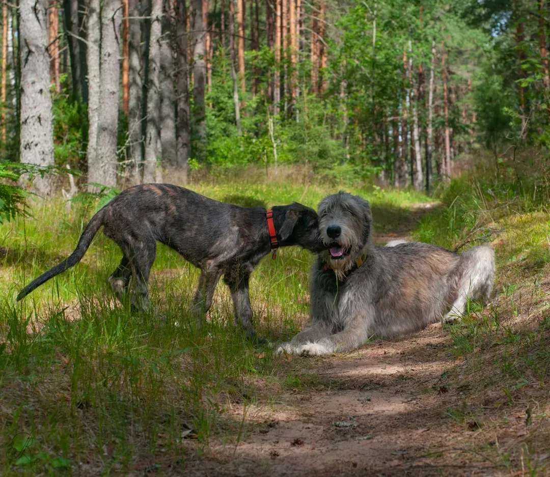 3. Irish Wolfhound: A Historic Giant With a Surprisingly Soft Heart (Image Credits: Unsplash)