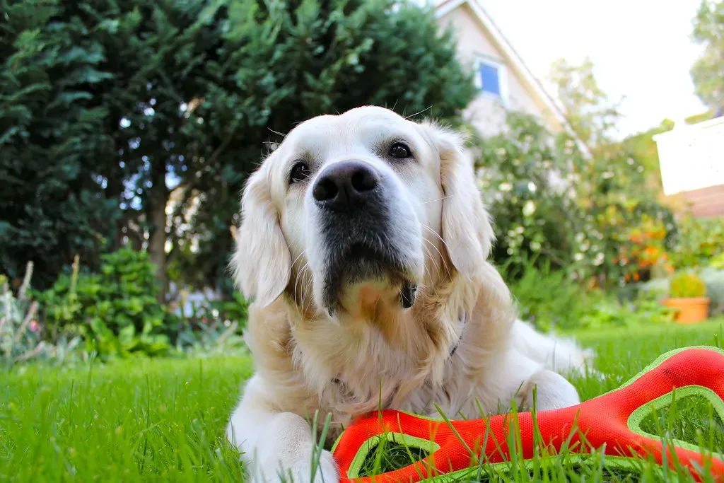 The Soft Toucher: Gentle Souls Who Prefer Peace (Image Credits: Flickr)