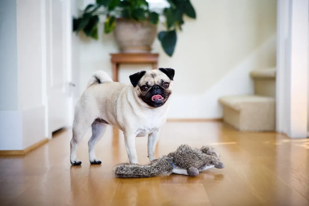10. They Bring You Their Favorite Toy (Image Credits: Unsplash)