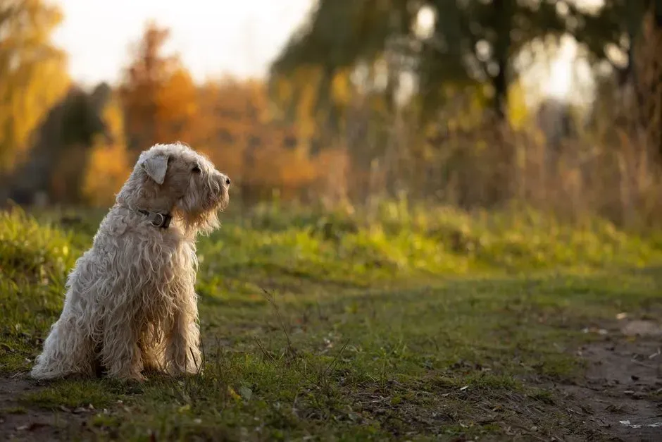 Soft Coated Wheaten Terrier (Image Credits: Pexels)