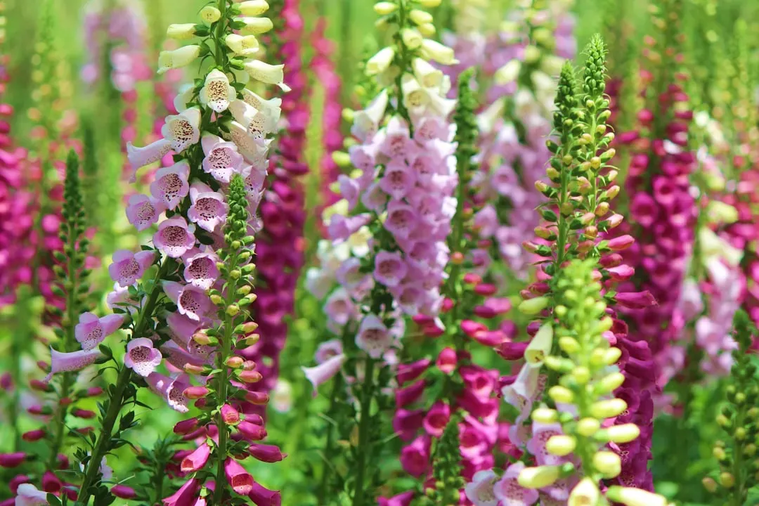 5. Foxglove: Cottage-Garden Charm, Cardiac Danger (Image Credits: Unsplash)